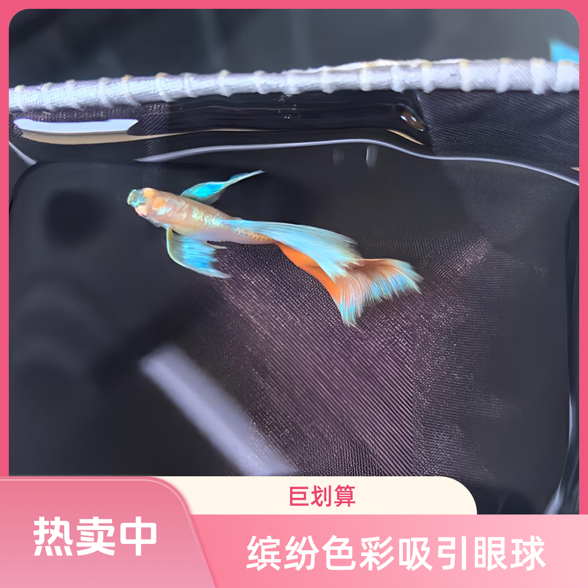 火烧云飞船6个月一对(到货两小时内拿货发开箱视频包损入缸不包)