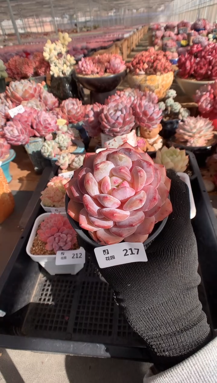 217粉星影多肉植物一物一拍