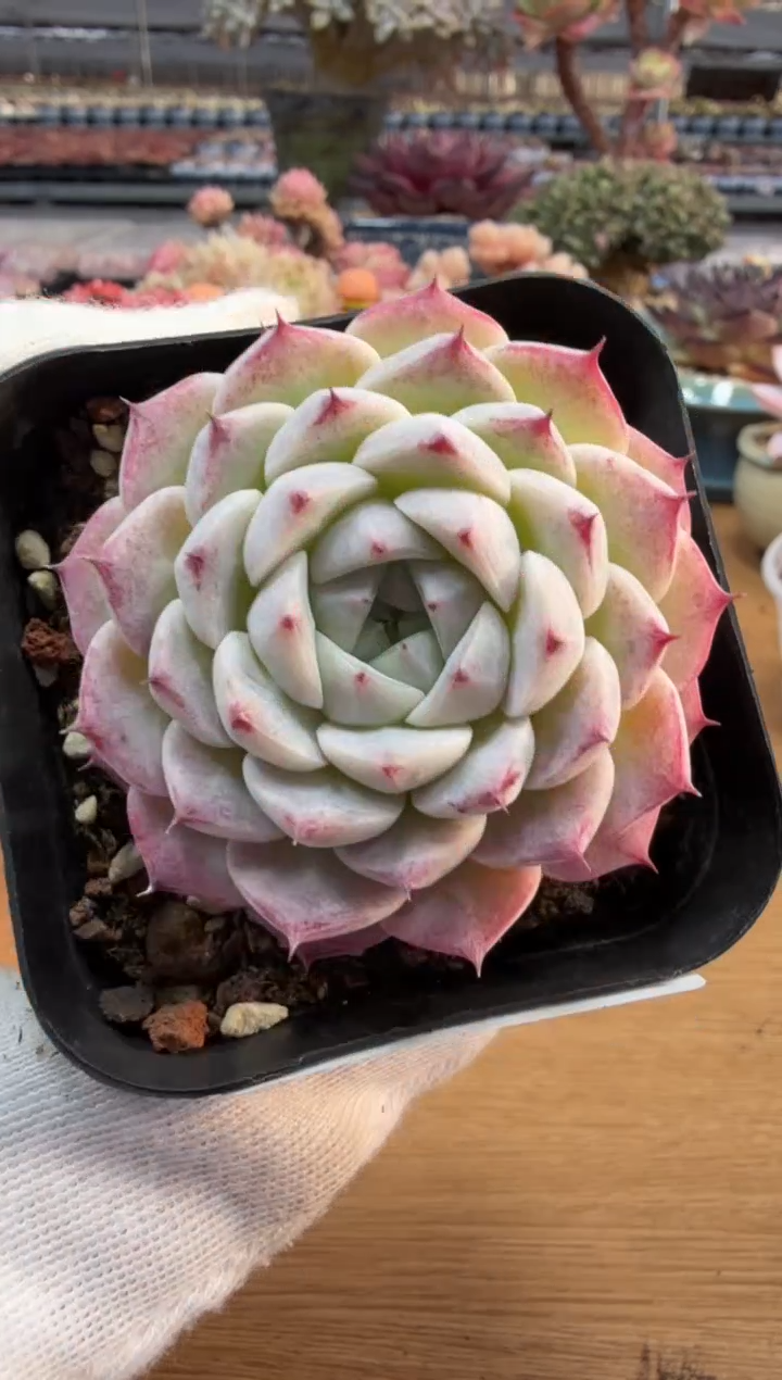 东云多肉园二店-337