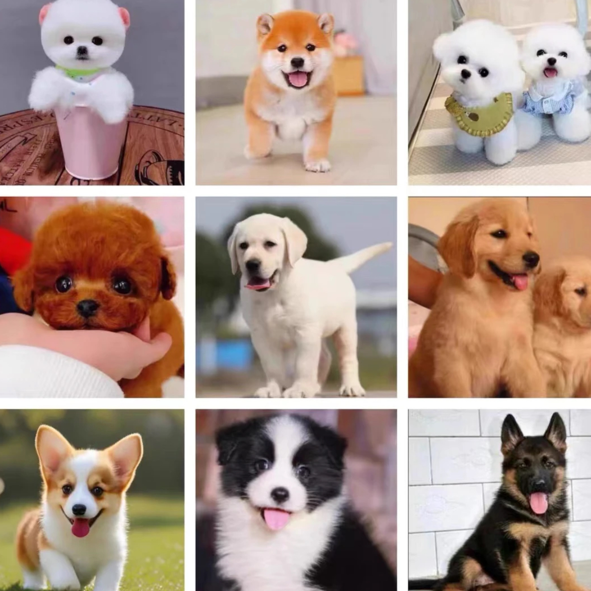 宠苑专属狗狗相册