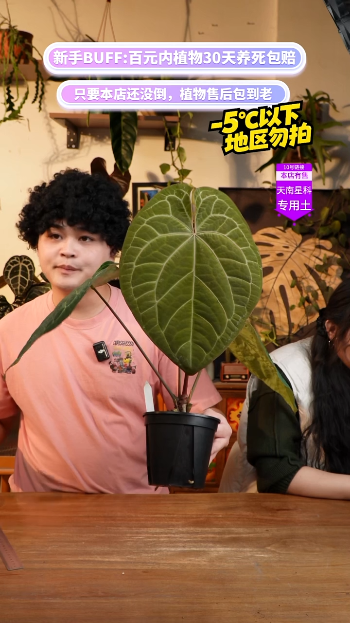 不开花植物Michelle x Zara x RDP（进口 母本级 带牌）