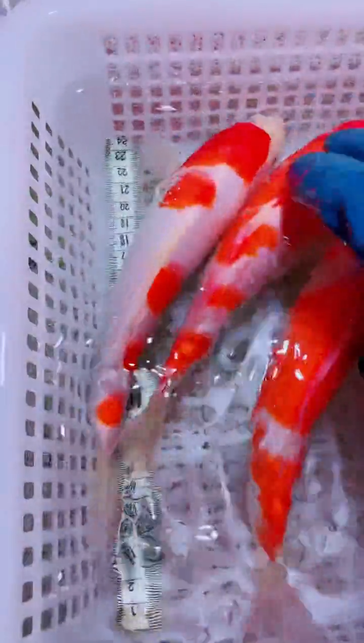 锦鲤血统锦鲤全场包邮53