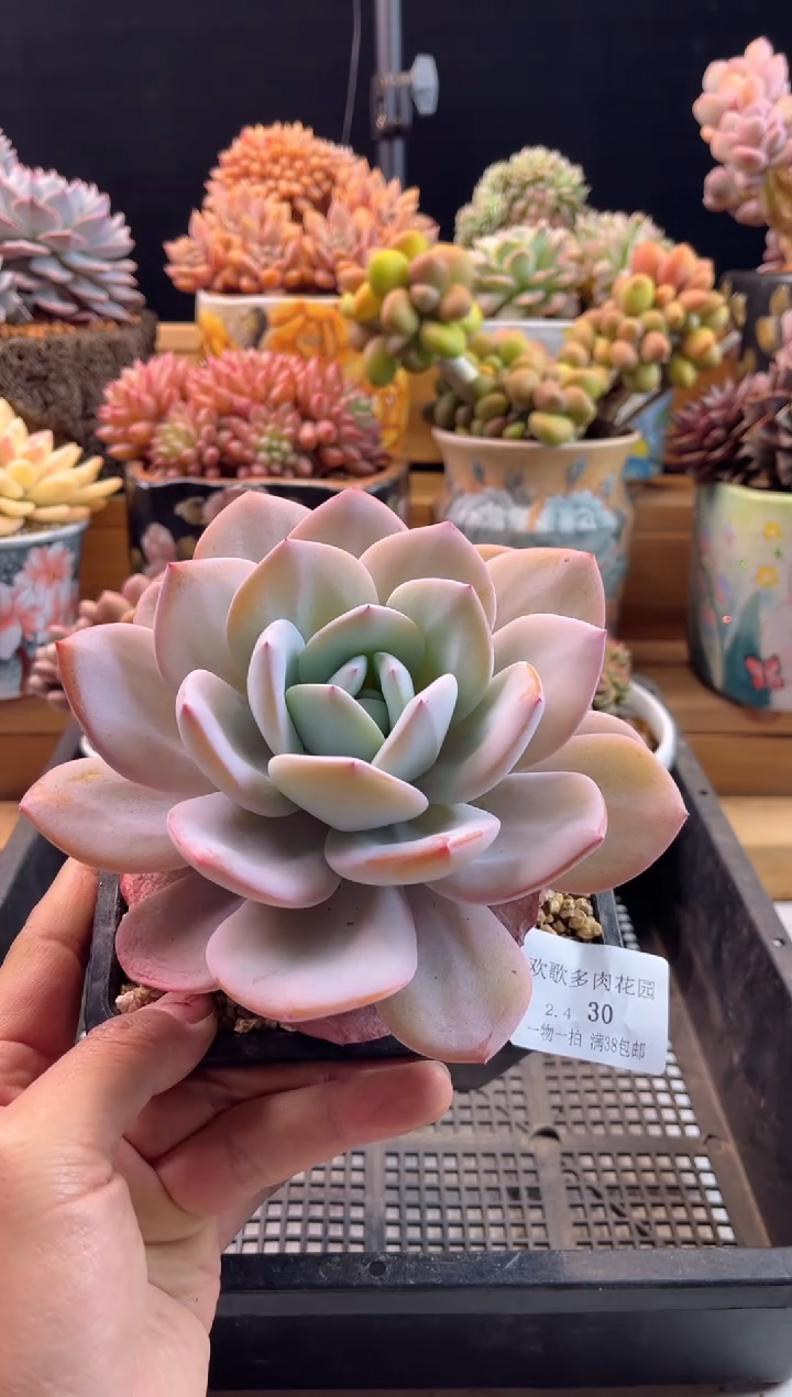 【闪购商品】2.4-30奶茶