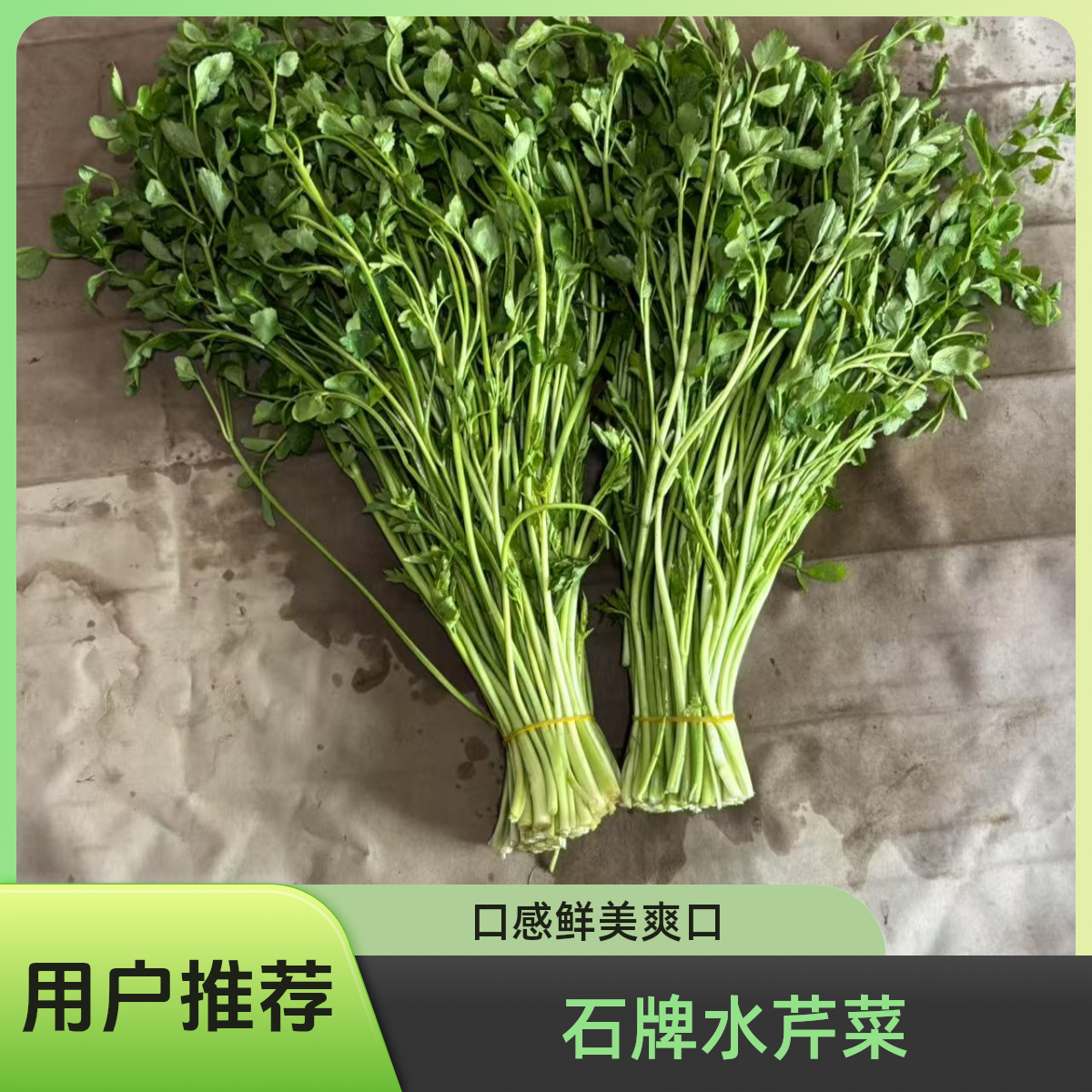 安徽省安庆石牌土芹菜露天种植现采摘现发货