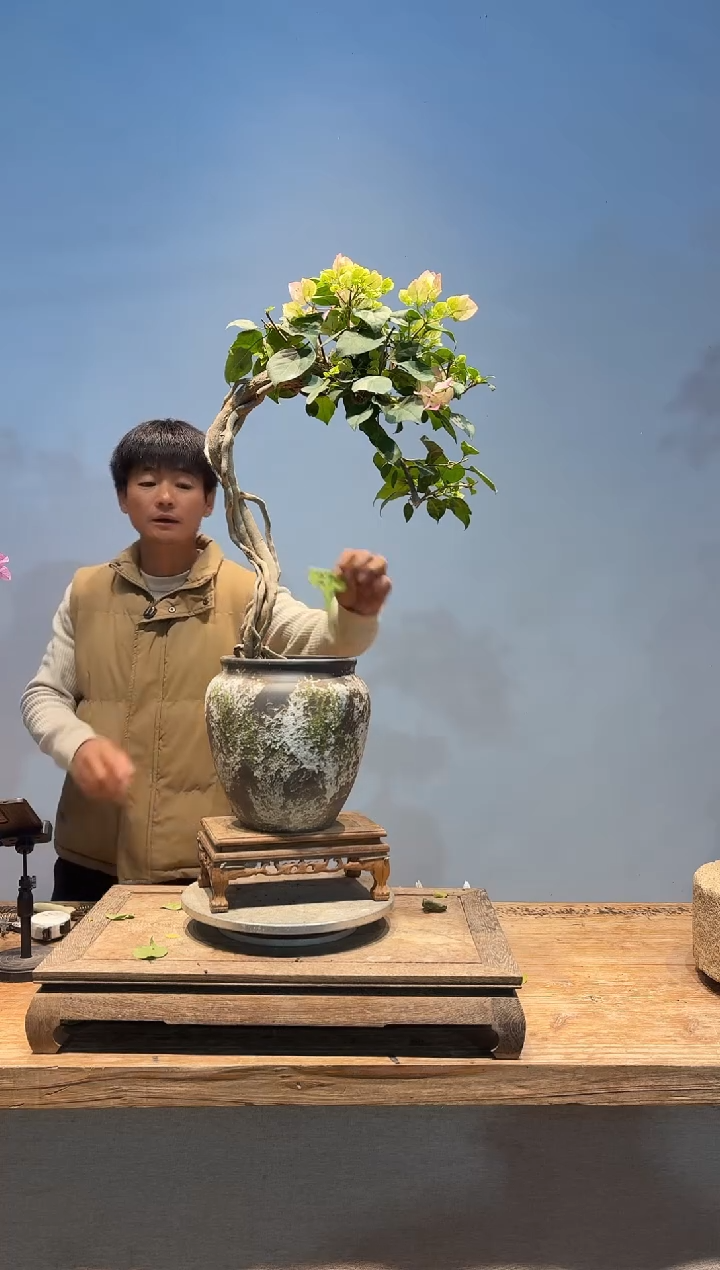 全部花朵?****阳三角梅27