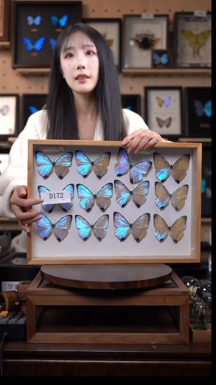 ?****-定制-夜明珠闪蝶玻璃罩d172