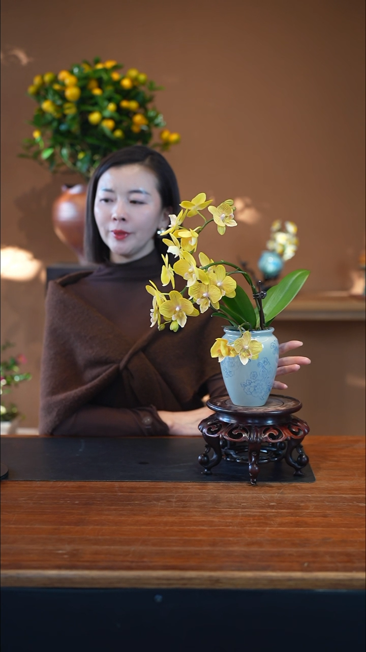 全部花朵金盏蝶盆景盆景