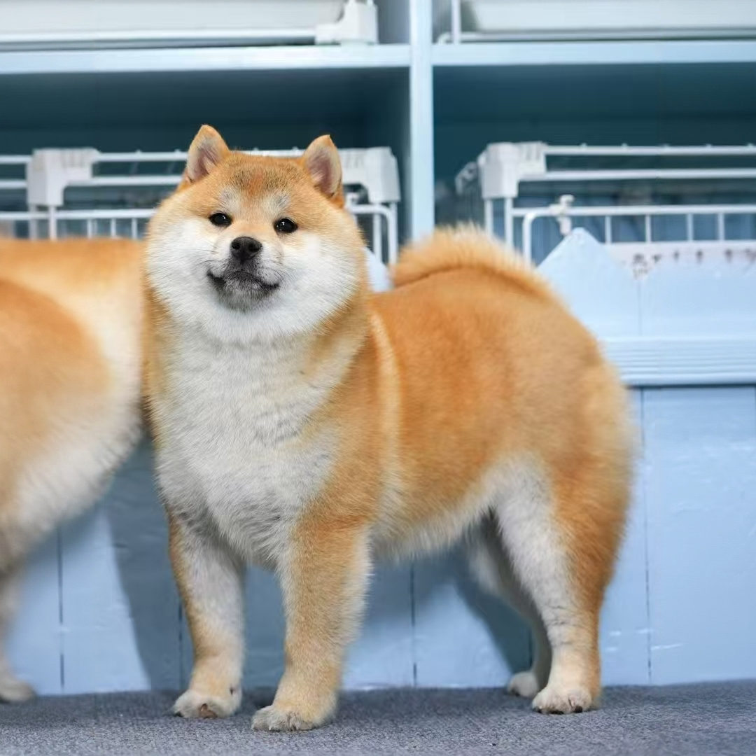 活体宠物柴犬黑柴豆柴白柴单一繁育柴犬犬舍