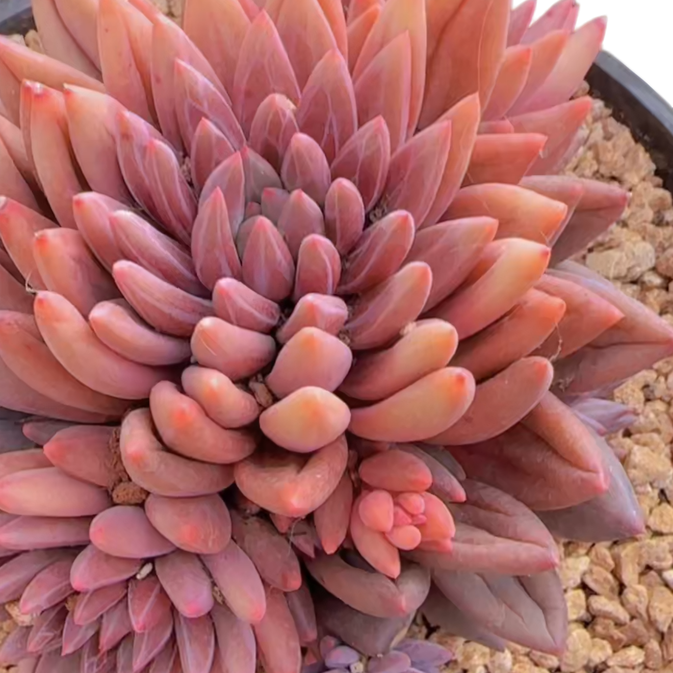 群生无砍车厘子(多肉植物)满19.9包邮 云南基地源头直发新手好养