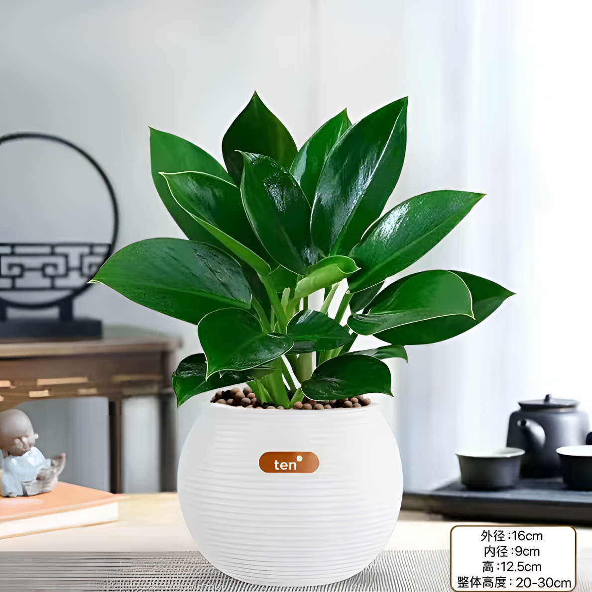 【带吸水盆】HG金钻绿公主盆栽室内桌面绿植四季常青净化空气吸甲醛
