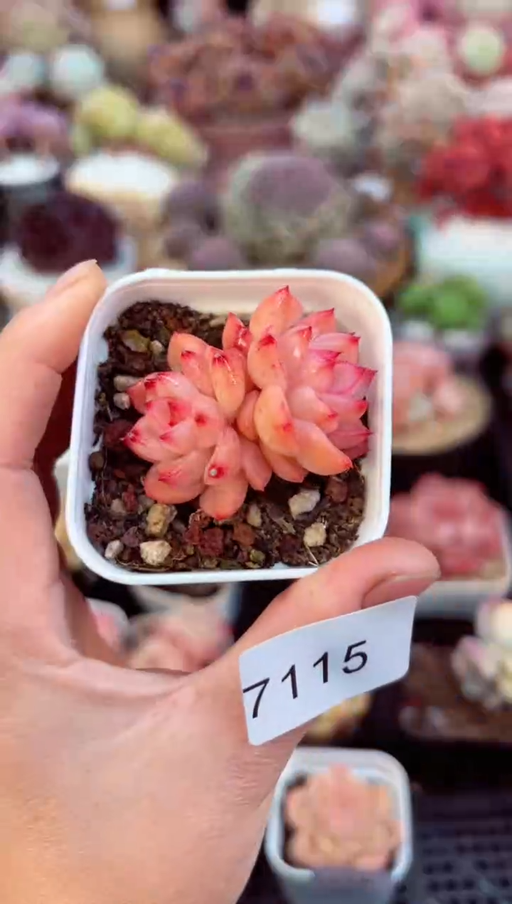 【闪购商品】7115双头珍妮多肉