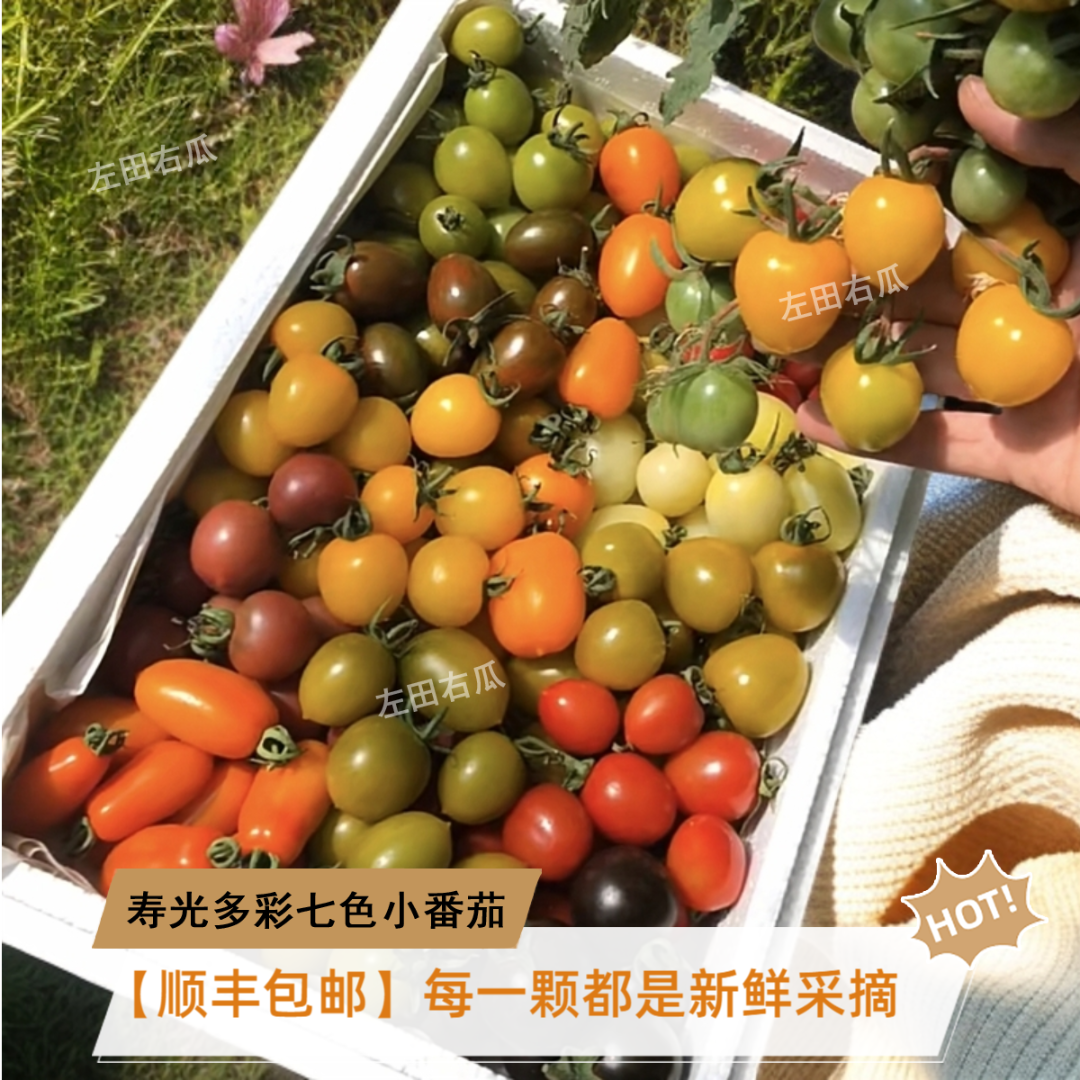 【顺丰包邮】寿光水果西红柿3色/7色多彩小番茄新鲜圣女果酸甜可口
