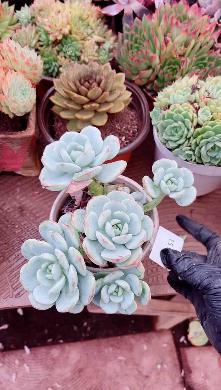 ^****^15114多肉植物一物一拍
