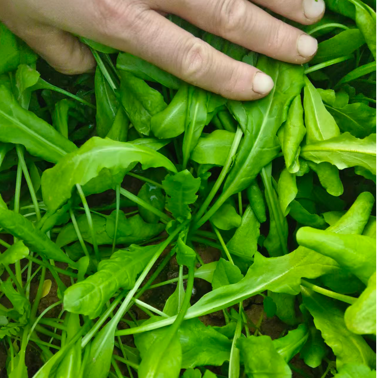 河南生态种植荠荠菜