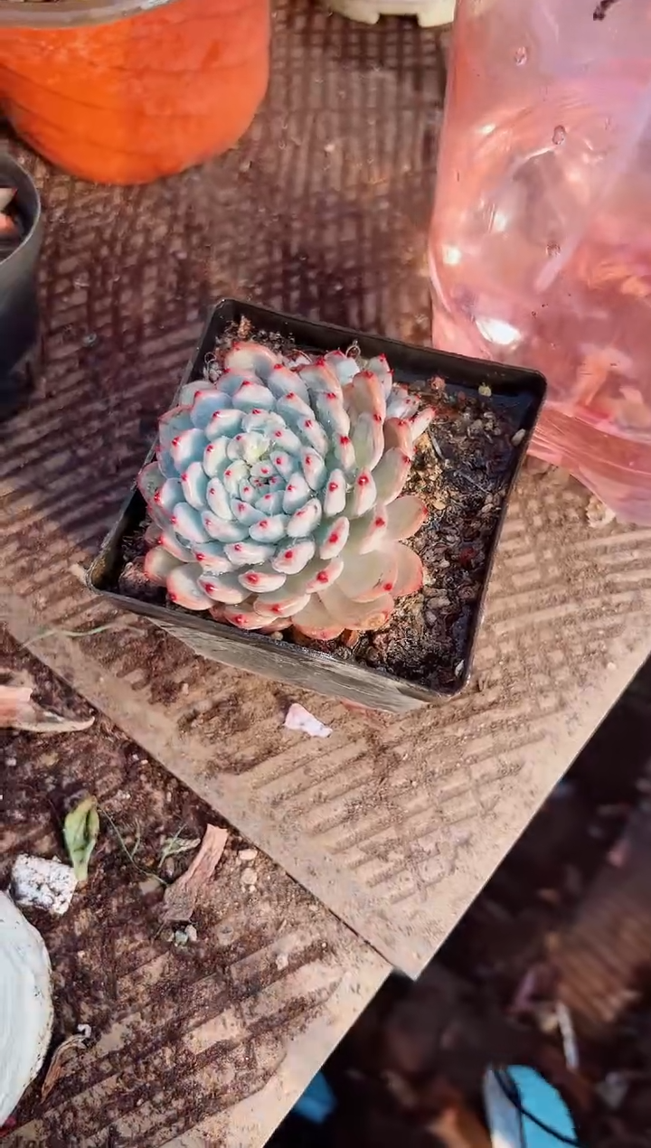 语多肉植物一物一拍15054