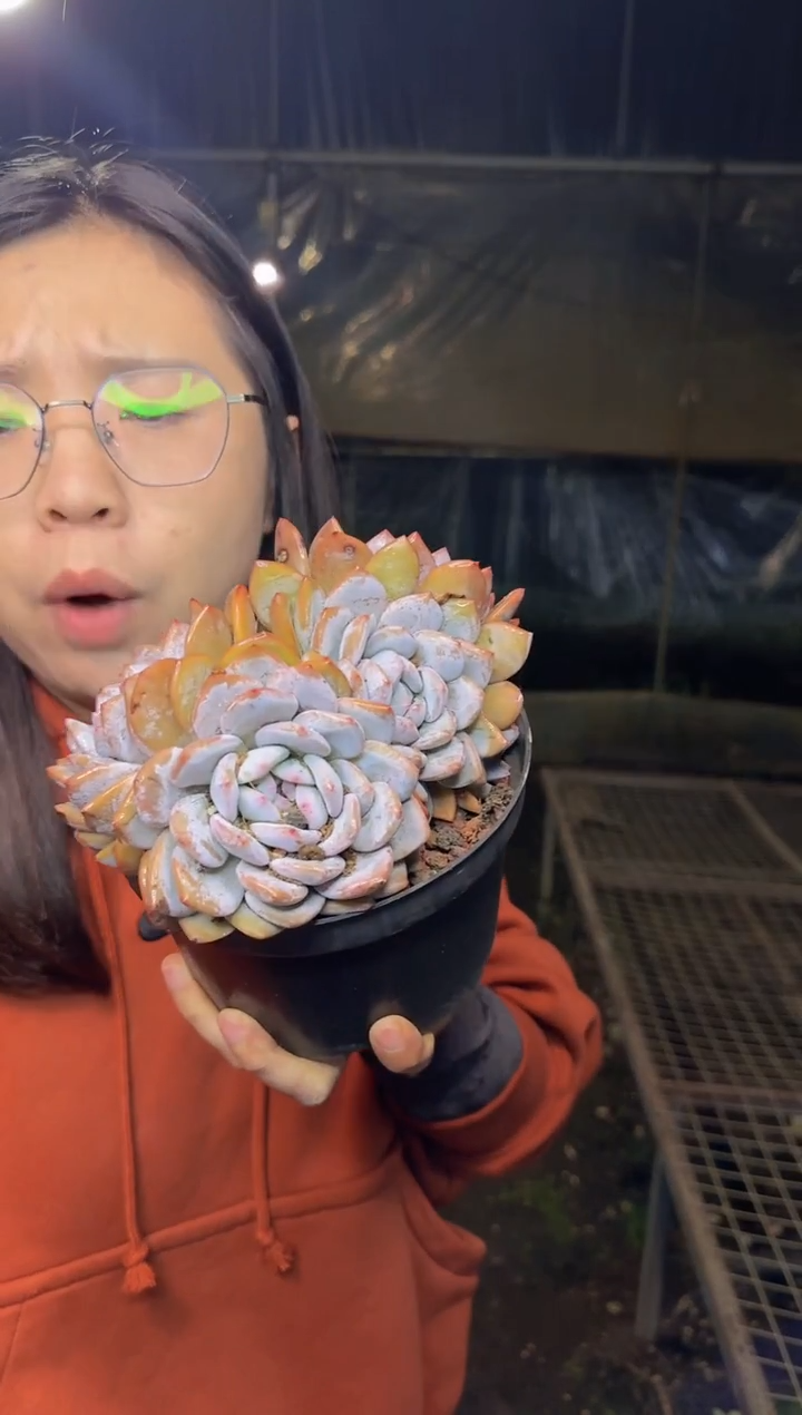 精控4头起星影带盆土9.99