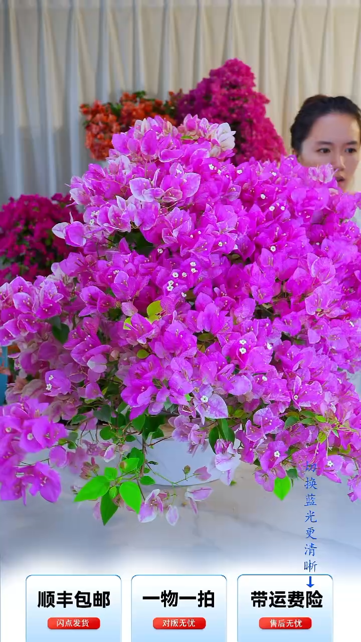 大部分开放少量花苞章红樱 