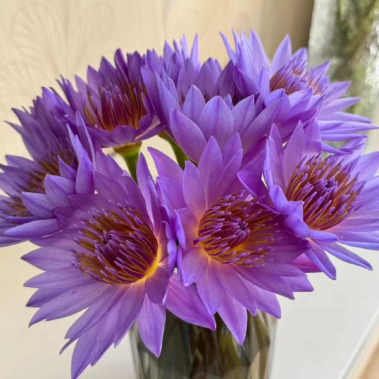 【紫睡莲】A级睡莲 玖枝花优选 云南基地直发鲜切花儿