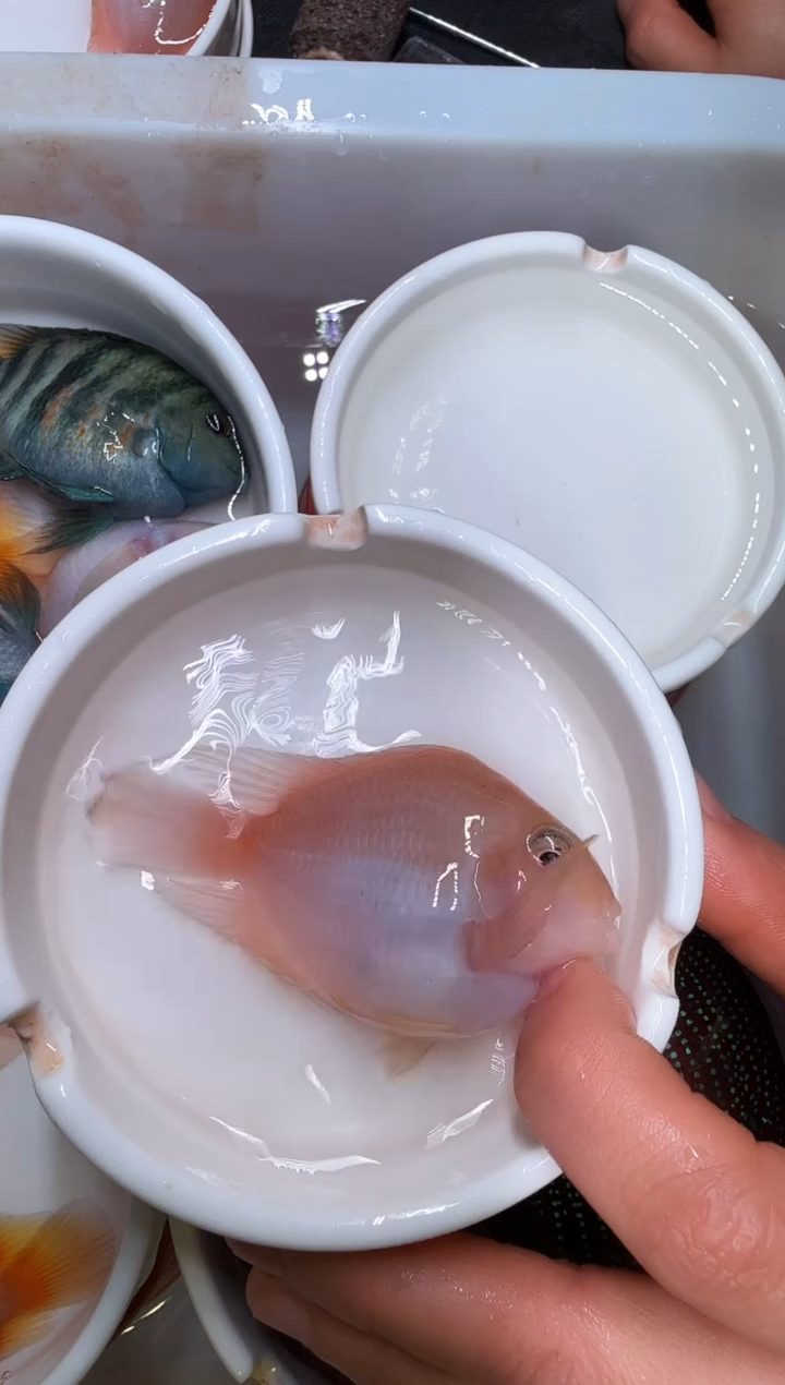 鹦鹉鱼胭脂粉公   