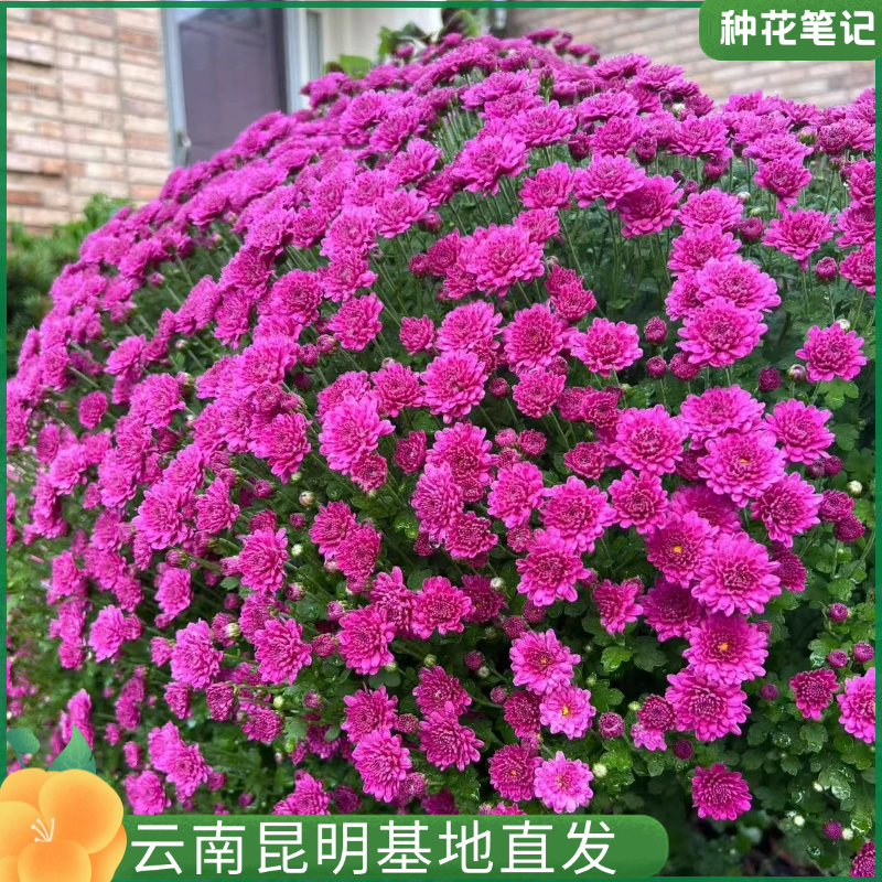 【切尔西粉球菊】 基地直发多季开花带花苞绿植盆栽好养易活多年