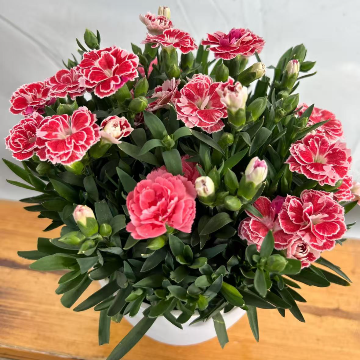 【李先生】奥斯卡康乃馨（两盆混发）盆栽带花苞四季开花室内