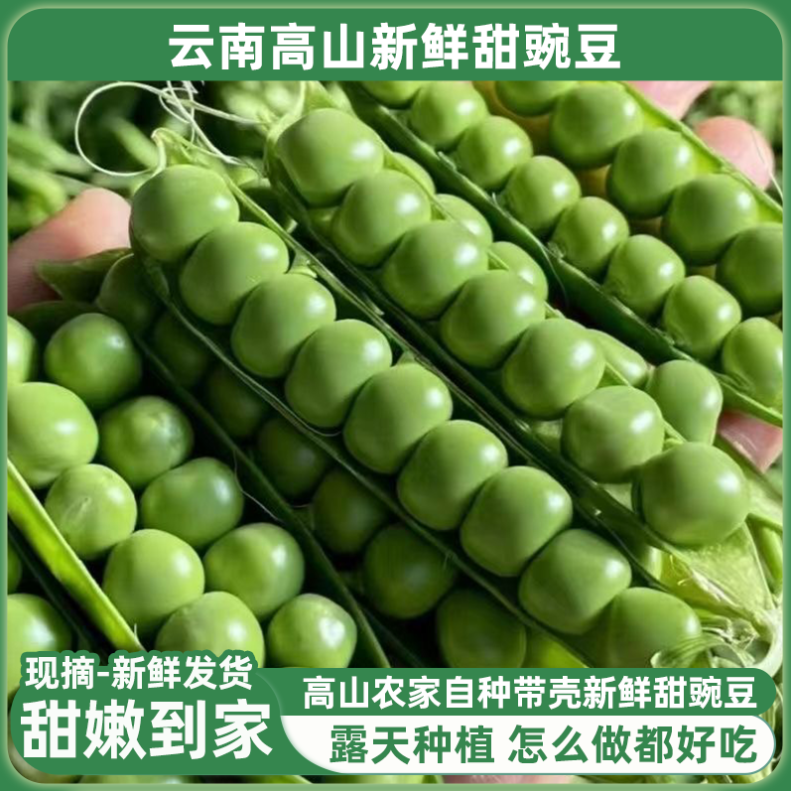【头茬】云南高山甜脆蔬菜豌豆云南新鲜带壳甜脆蔬菜豌豆现摘现发