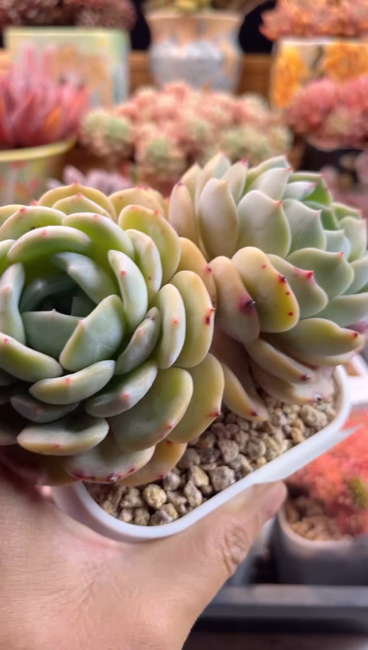 【闪购商品】2.14-26劳林