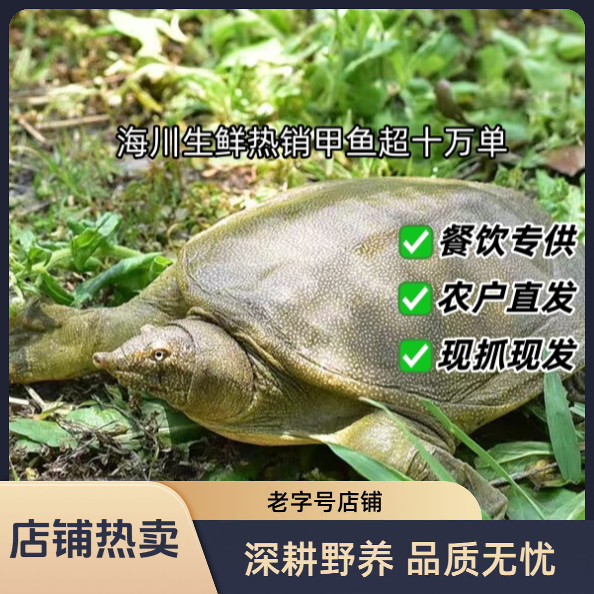 【单只公甲鱼3-3.5斤】湖南野养鲜活甲鱼青背白肚仿野食用甲鱼