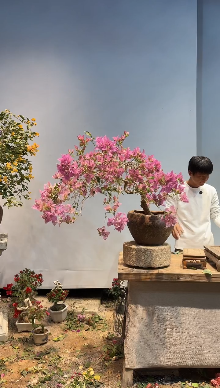 以实际为准方****y三角梅71