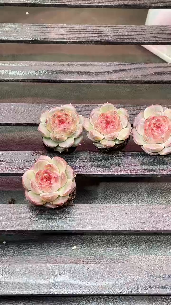 37-96 麒麟2-3厘米量拍发一颗