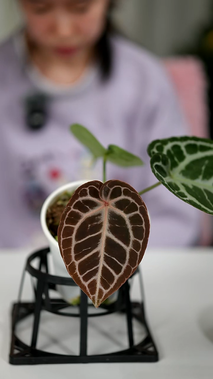 完全开放奇妙森林SKG银红x粉柠檬红水晶花烛