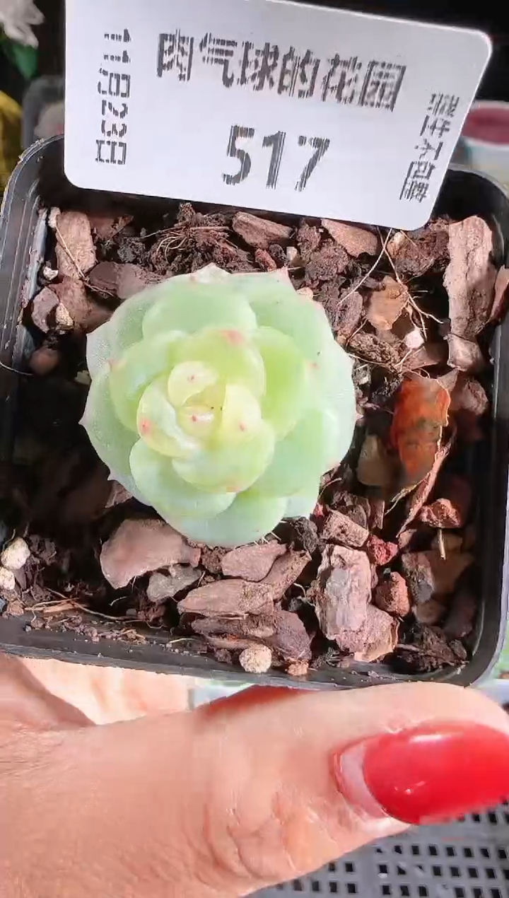 1123-517灵雨群生不包整