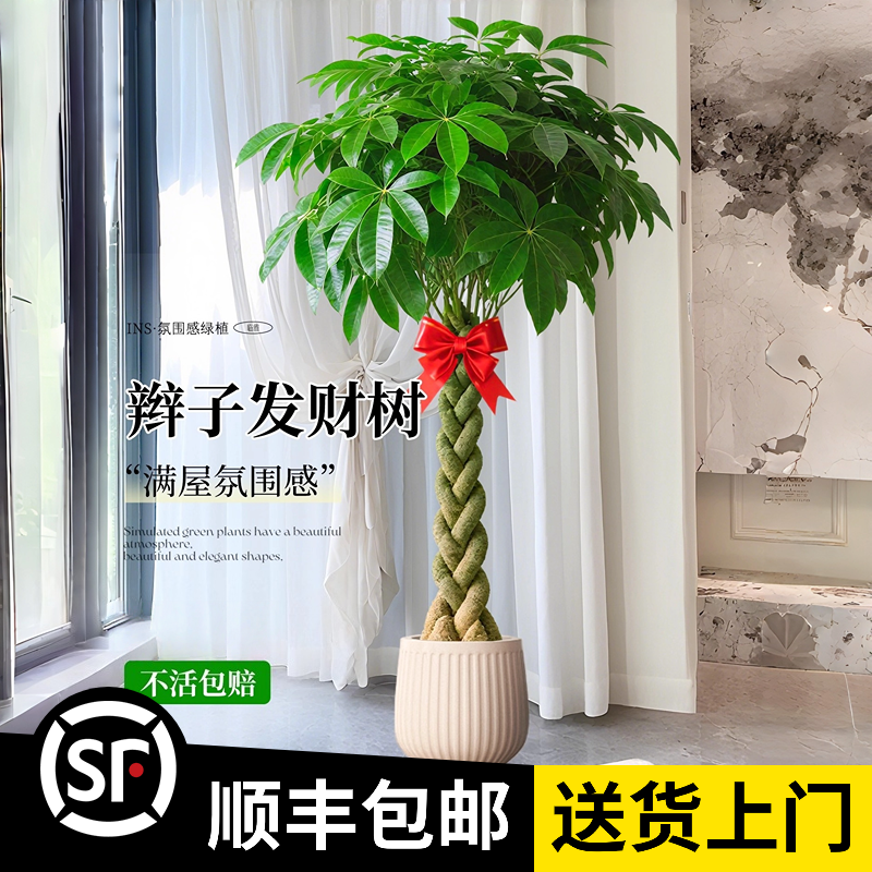 1.3-1.4米【辫子发财树】五辫杆A（顺丰包邮）乔迁送礼室内办公室开业