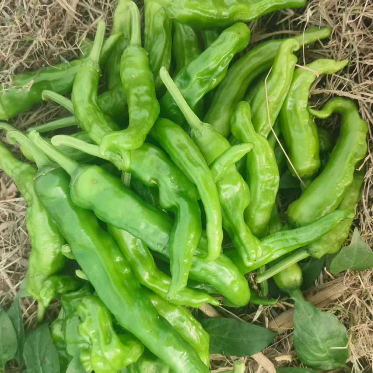 【露天种植】软皮秋辣椒香辣中辣