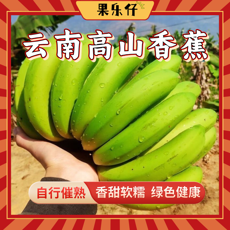 【需要静置催熟】现摘正宗云南高山香蕉人工采摘自然熟原生态树上