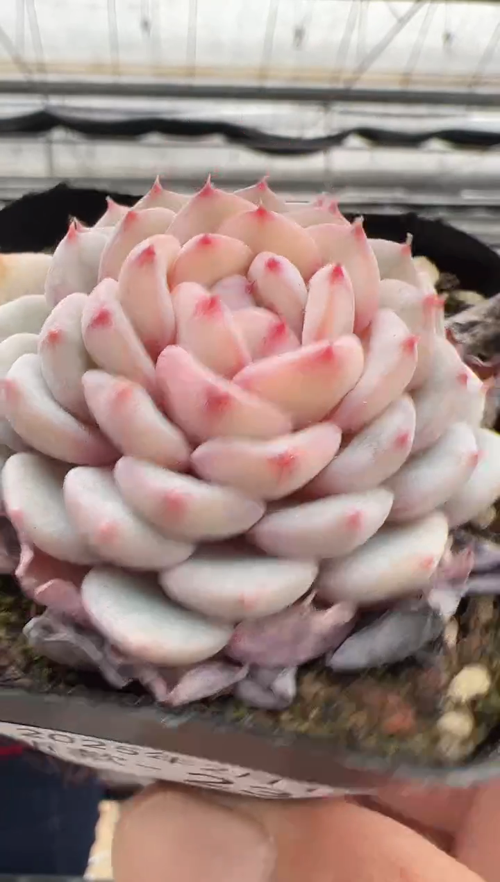 【闪购商品】新款多肉-236