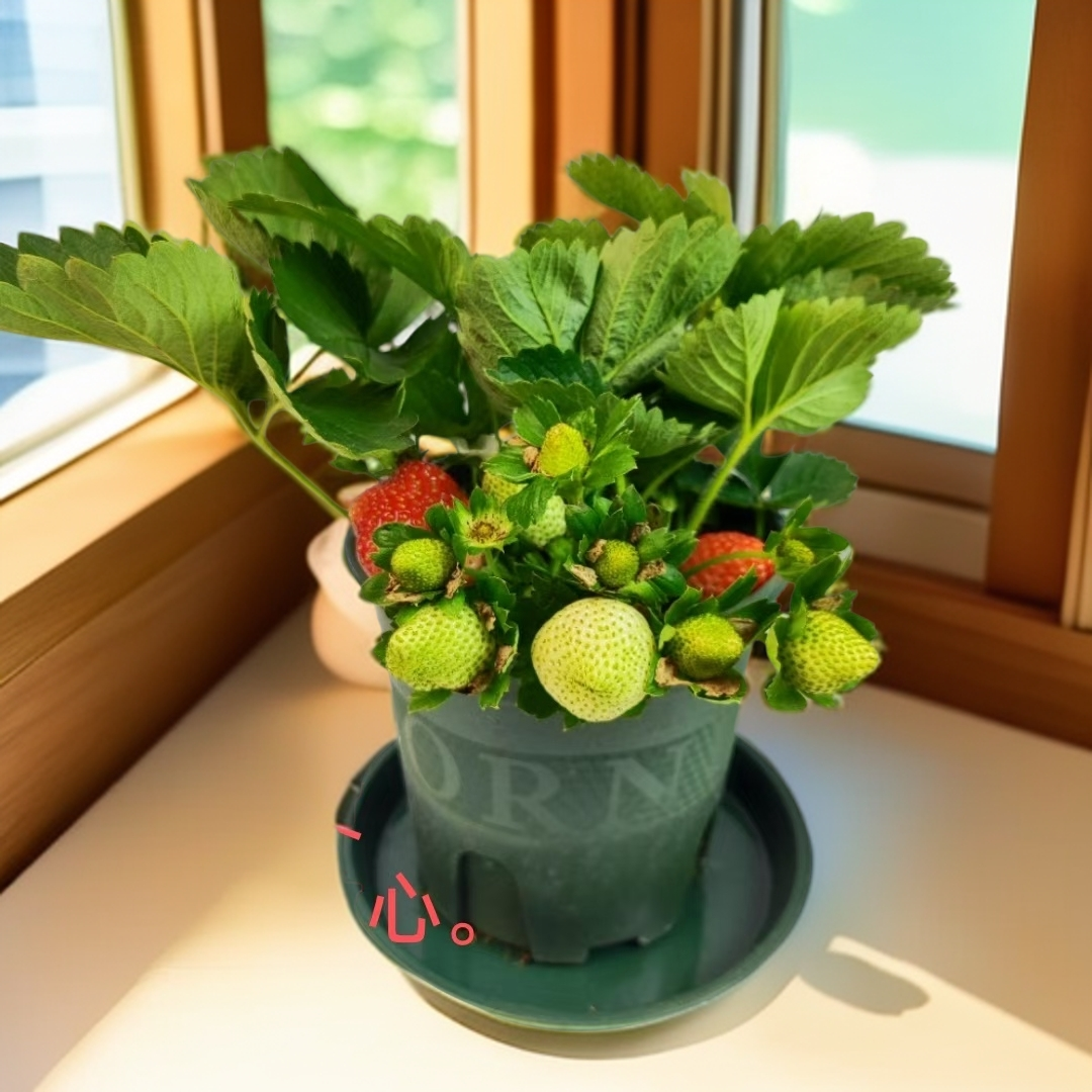 原盆原土草莓苗盆栽四季可种带花带果小孩礼物室内阳台