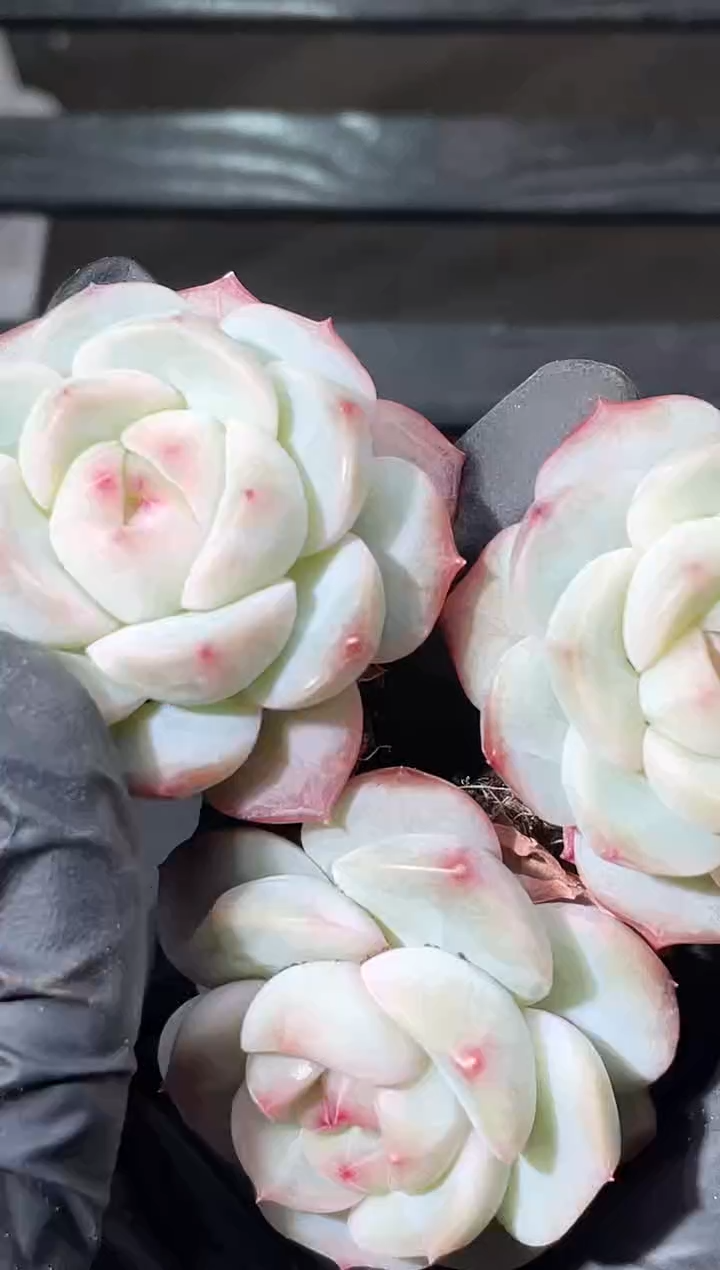 29-54 新和田3-4厘米量拍发一颗