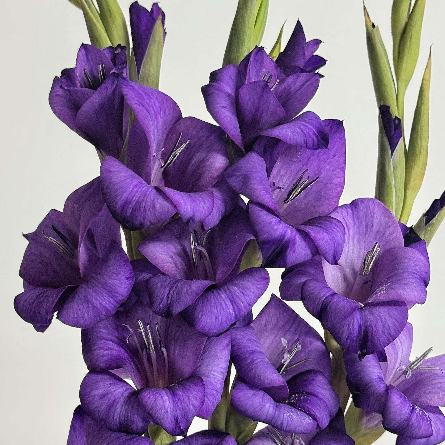 剑兰鲜切花  两单顺丰冷链  一单普通快递