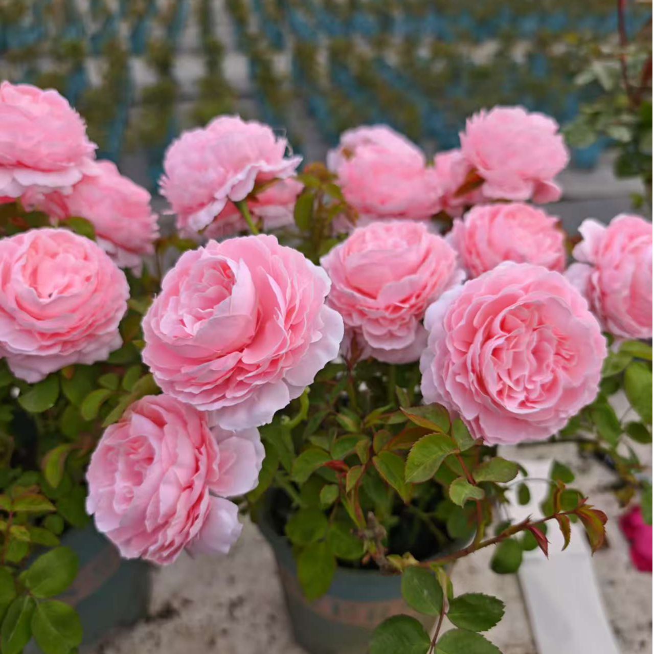 1加仑露 天切花品种 牡丹 抗病耐寒耐热 新手好养 