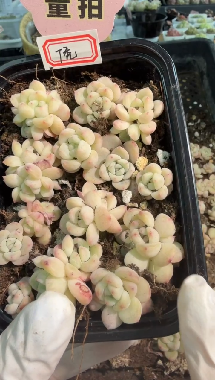 T秃切糕1盒 量拍混发