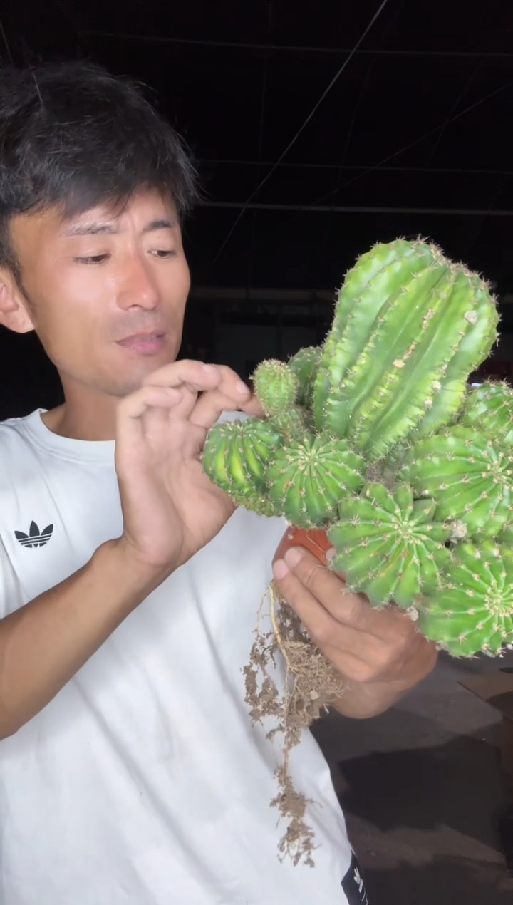 超大大实生大花彩草有瑕疵