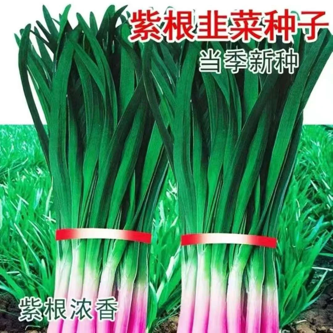 韭菜种子宽叶大叶韭菜四季蔬菜盆栽菜籽正宗紫根韭菜种子阳台盆栽
