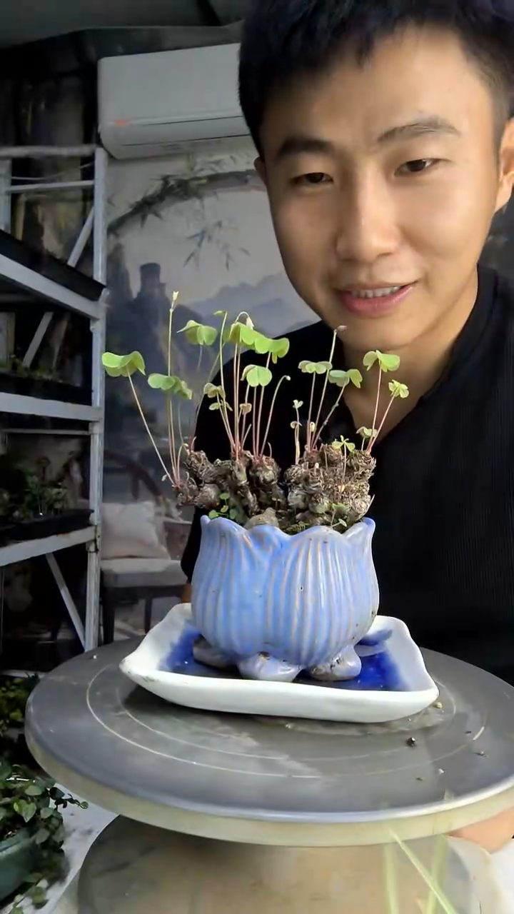锦***明中青园艺一物一拍435