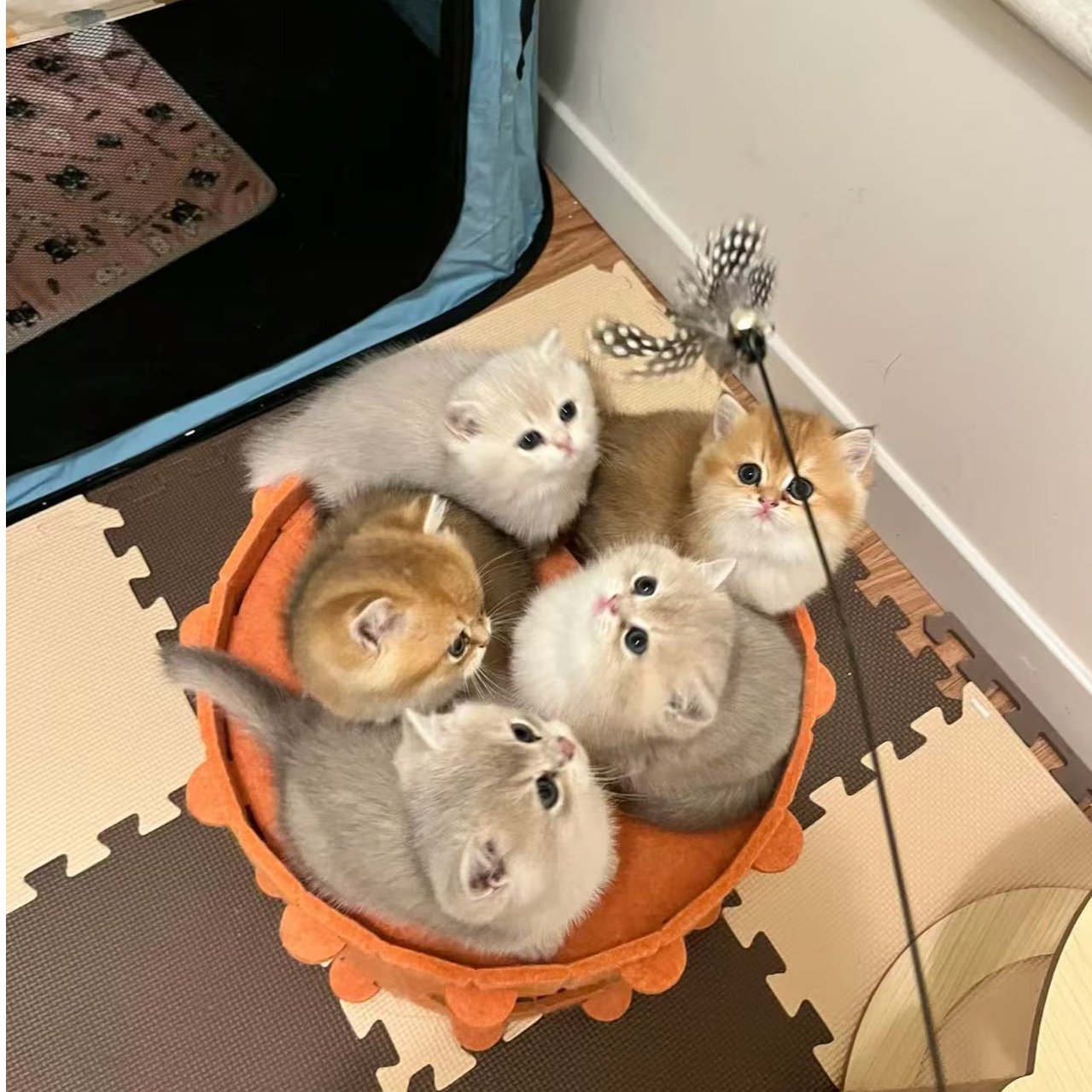 猫咪直播间挑选蓝猫布偶金渐层银渐层