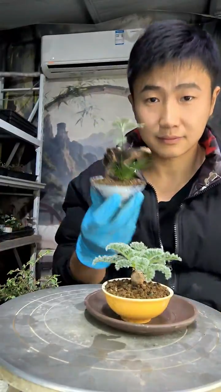 子****e中青园艺一物一拍花422