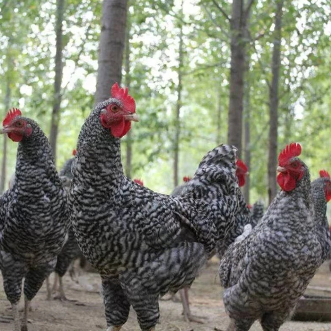 3斤芦花鸡整鸡生鲜快递发货