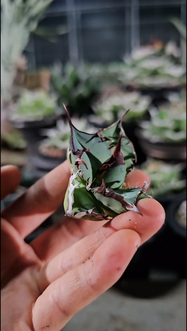 【籽播实生】顶芽 (直播特价 下播结束 基因保证非组培)