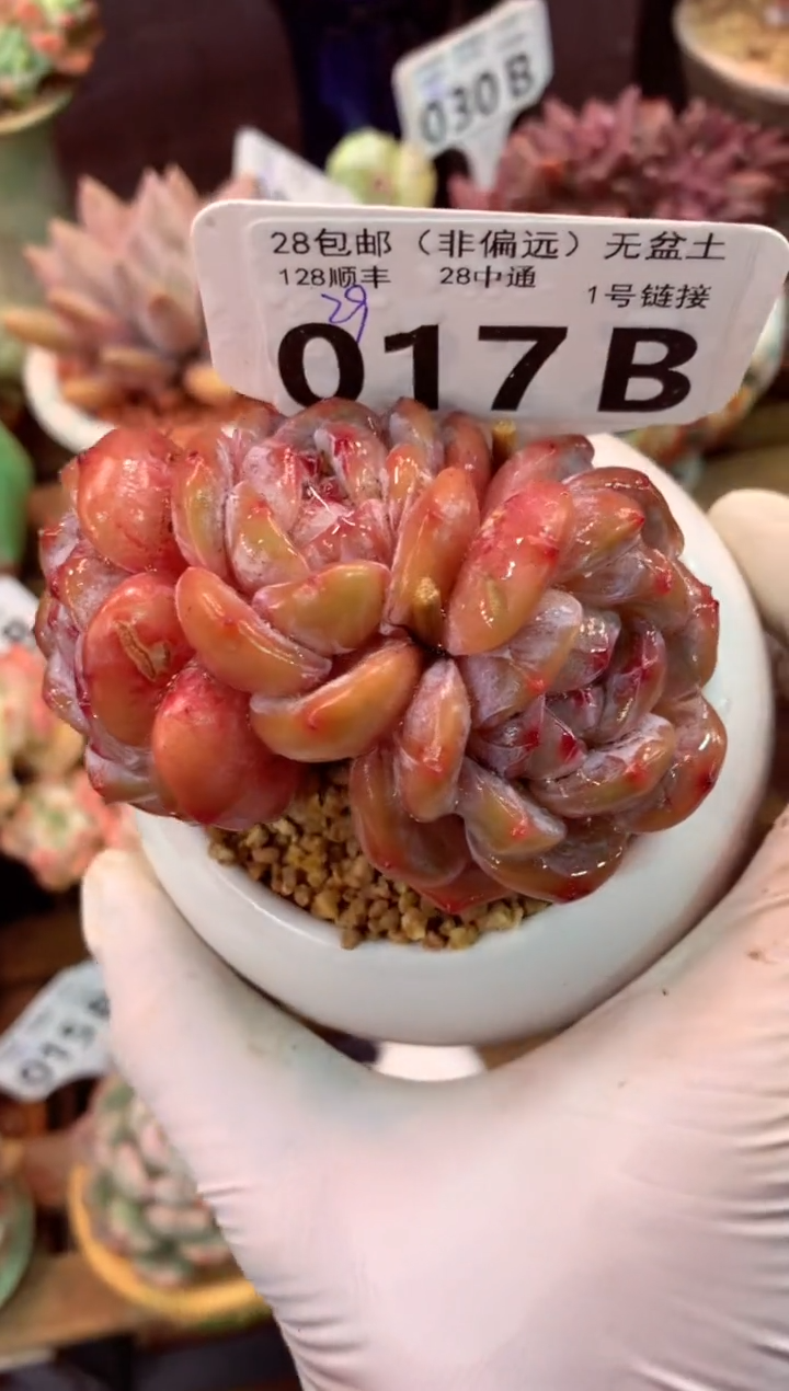 017B（一物一拍，精品多肉，w所见即所得 ）
