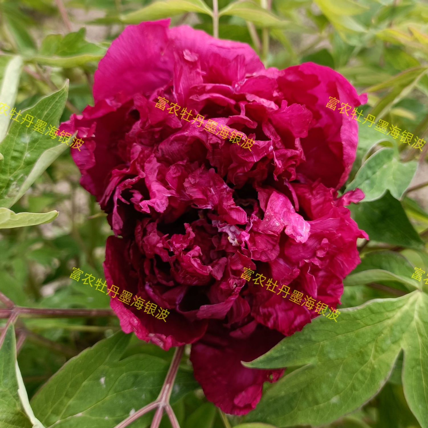 富农紫斑牡丹墨海银波嫁接苗花卉牡丹花